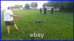 Wild American Alligator Rifle Shoulder Sling Strap gator swamp leather A27